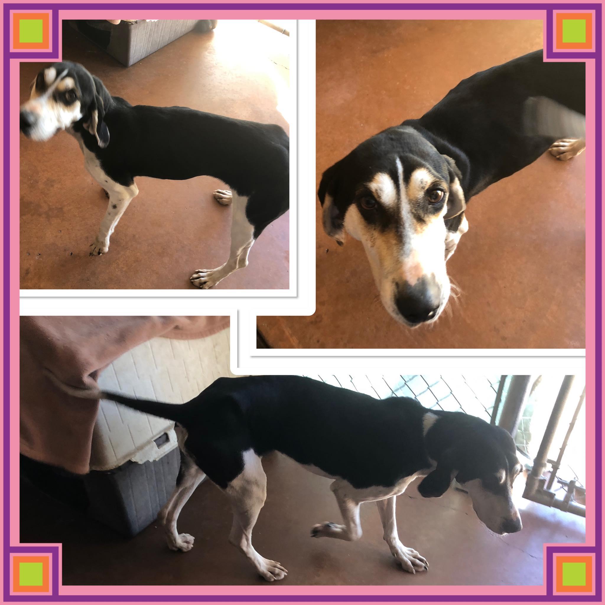 RAPUNZEL , ADOPTABLE, Adult Female Treeing Walker Coonhound.