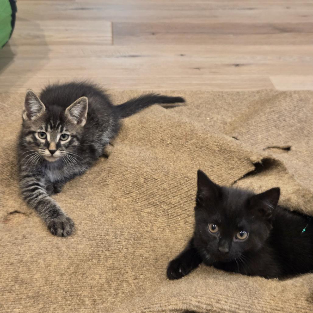 Vixen, a Adoptable mixed breed in Commerce City, CO image 1/6