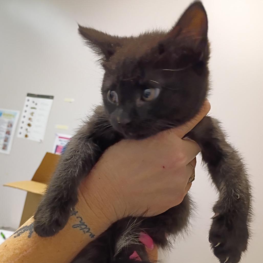 Vixen, Adoptable, Kitten Female Domestic Short Hair & Domestic Short Hair.