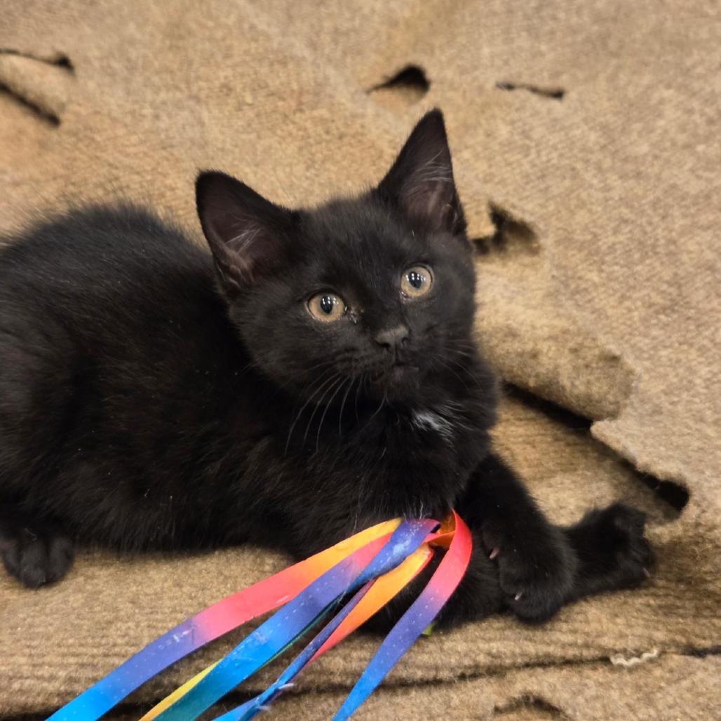 Vixen, a Adoptable mixed breed in Commerce City, CO image 2/6