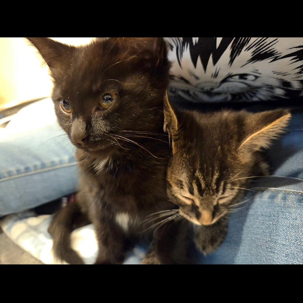 Vixen, a Adoptable mixed breed in Commerce City, CO image 3/6