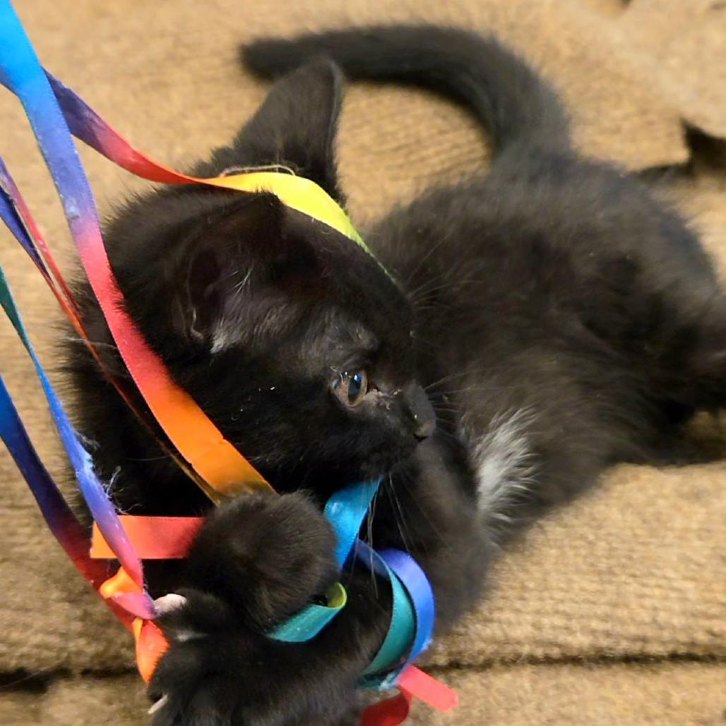 Vixen, a Adoptable mixed breed in Commerce City, CO image 4/6