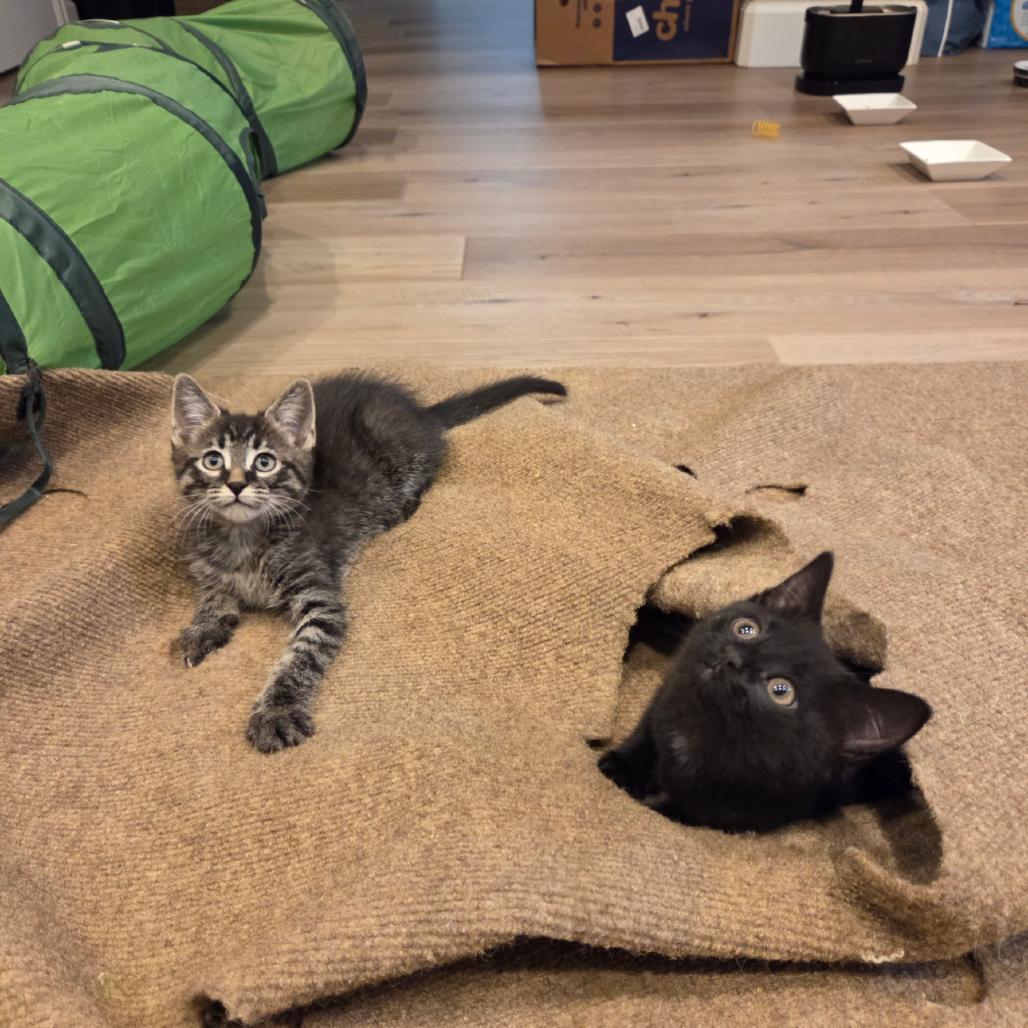 Vixen, a Adoptable mixed breed in Commerce City, CO image 5/6