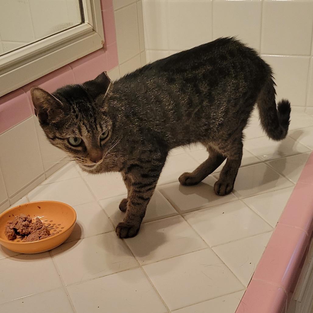 Wendy, Adoptable, Young Female Domestic Short Hair.