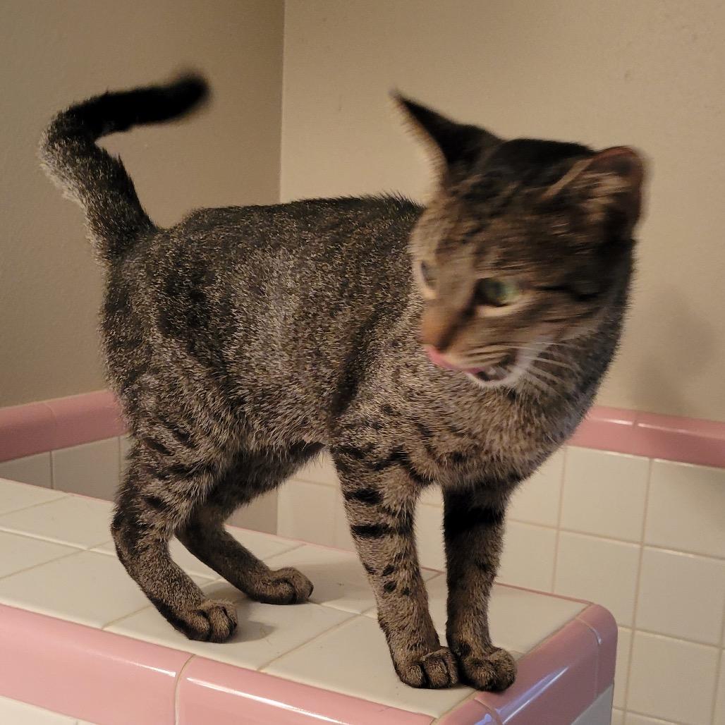 Enlarge Wendy, a Adoptable Domestic Short Hair in Baytown, TX image 2/3
