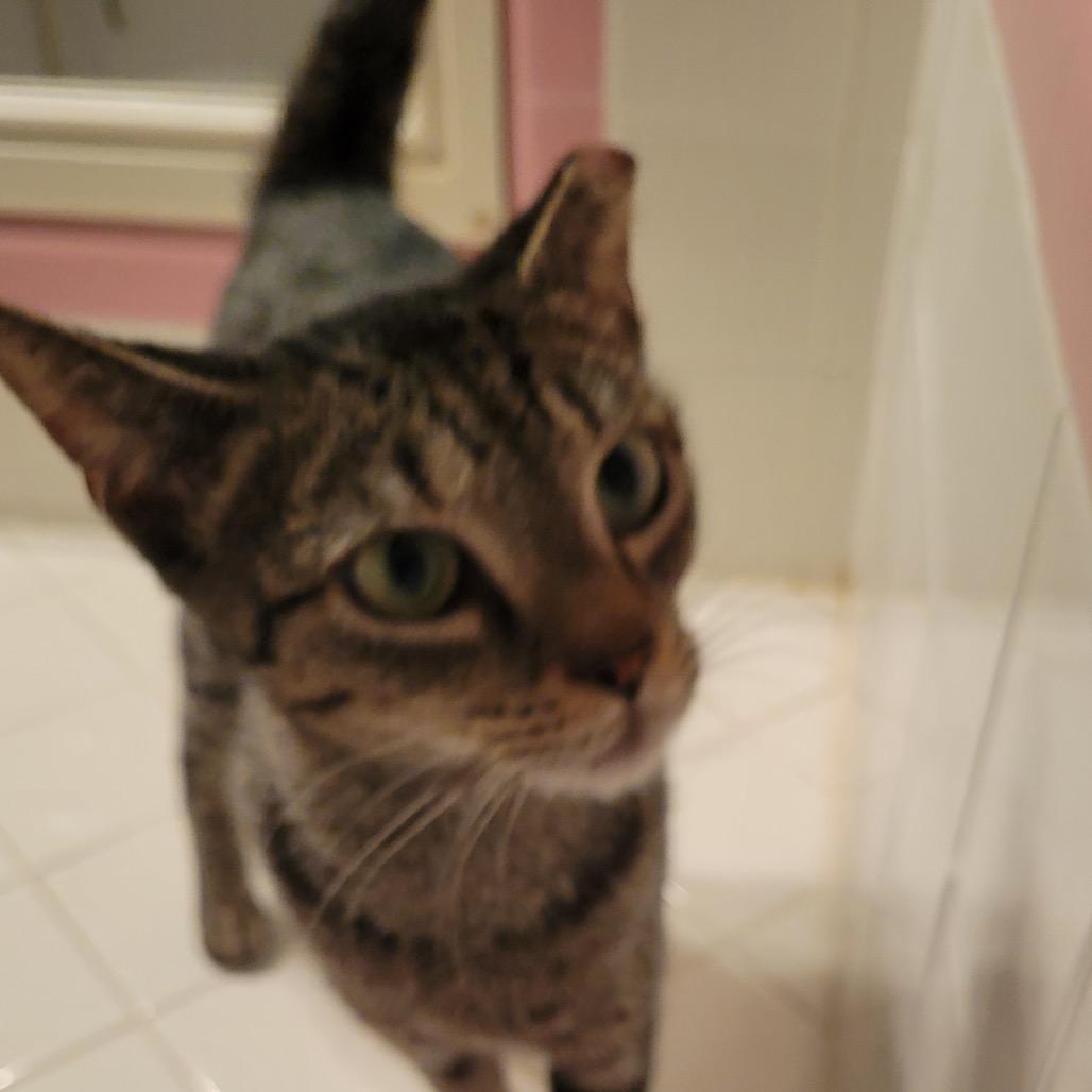 Enlarge Wendy, a Adoptable Domestic Short Hair in Baytown, TX image 3/3