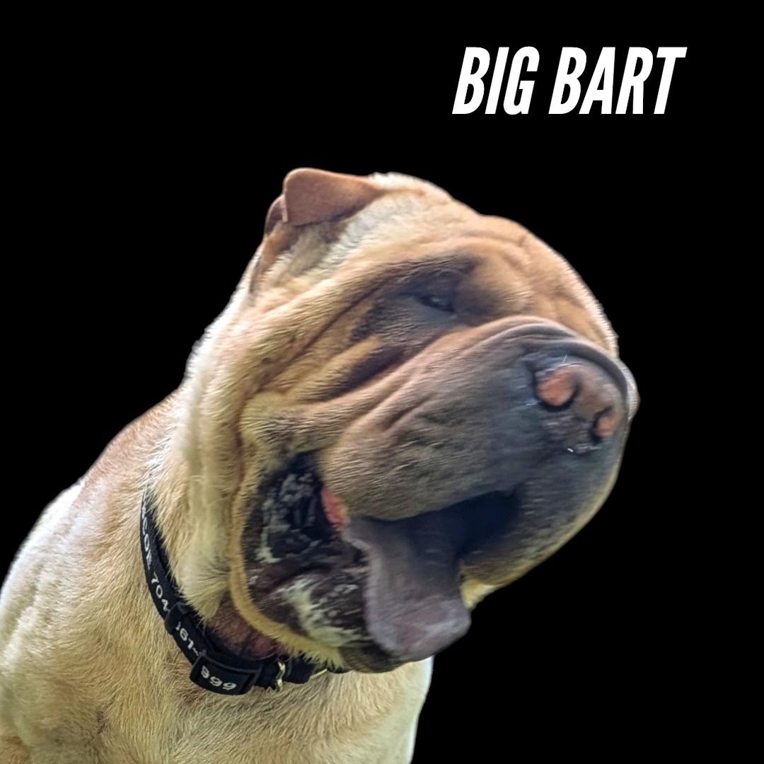 Enlarge BIG BART, a ADOPTABLE Shar-Pei in Olney, MD image 4/4