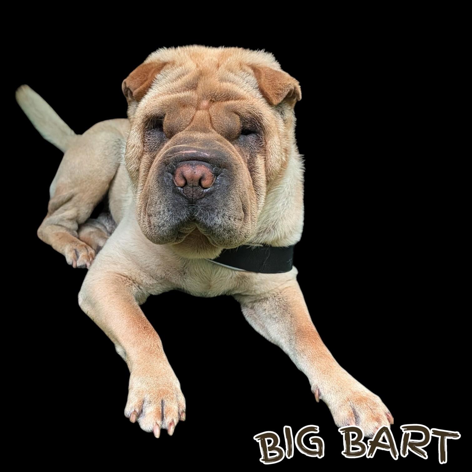 BIG BART, ADOPTABLE, Adult Male Shar-Pei.
