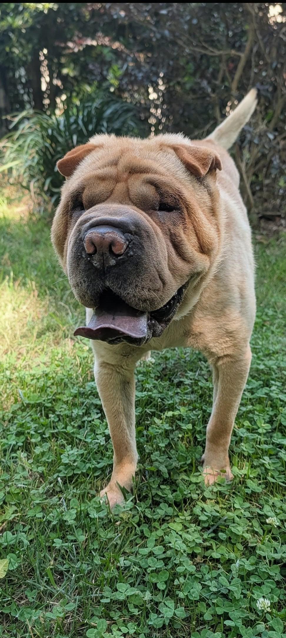 Enlarge BIG BART, a ADOPTABLE Shar-Pei in Olney, MD image 3/4