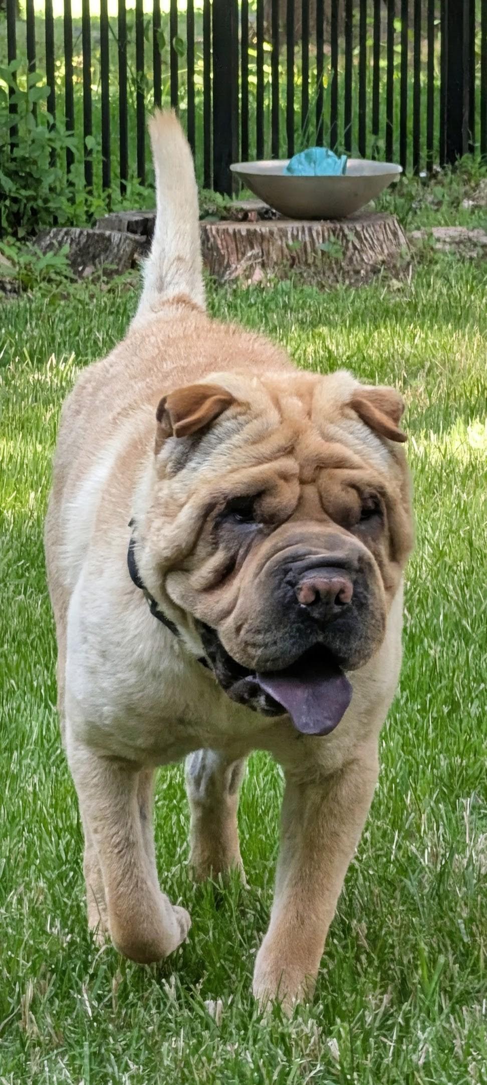 Enlarge BIG BART, a ADOPTABLE Shar-Pei in Olney, MD image 2/4