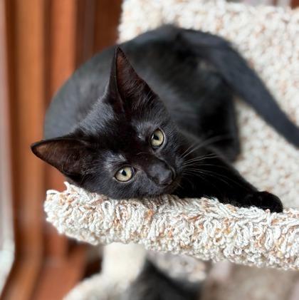 Peggy, a Adoptable Domestic Short Hair in Wheaton, IL image 1/2