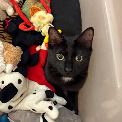 Enlarge Peggy (Bashful Buddy), a Adoptable Domestic Short Hair in Wheaton, IL image 1/2