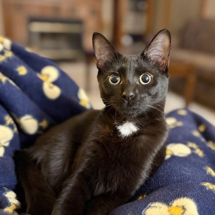 Peggy (Bashful Buddy), a Adoptable Domestic Short Hair in Wheaton, IL image 3/3
