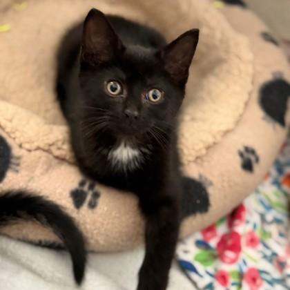 Peggy, a Adoptable Domestic Short Hair in Wheaton, IL image 2/2