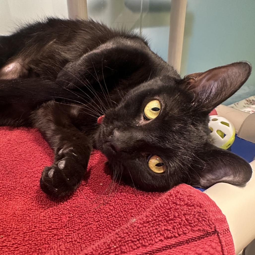 Jubilee, Adoptable, Young Female Domestic Short Hair.