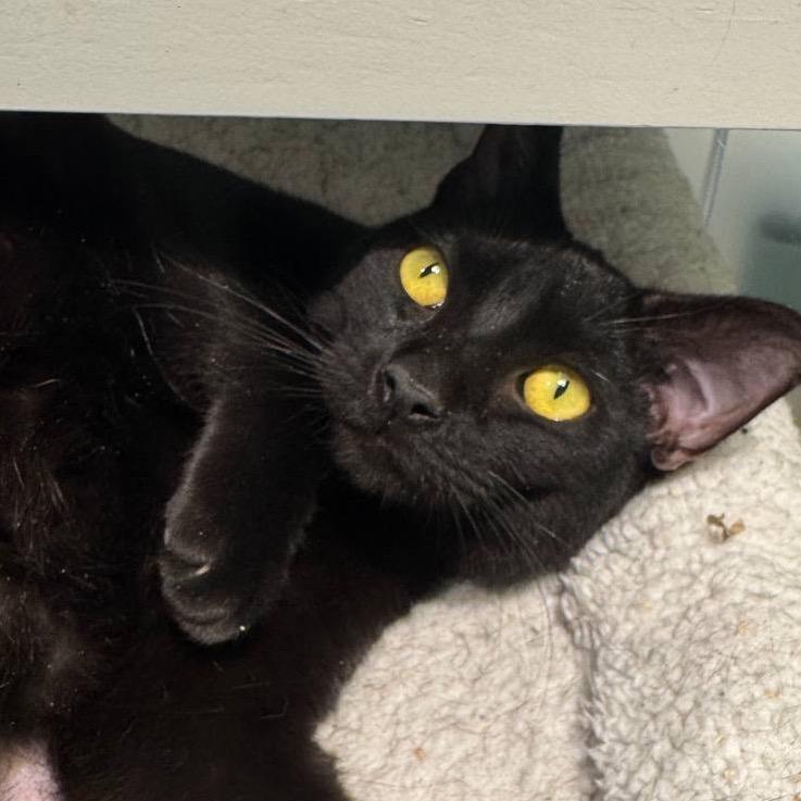 Enlarge Jubilee, a Adoptable Domestic Short Hair in Westhampton, NY image 1/6