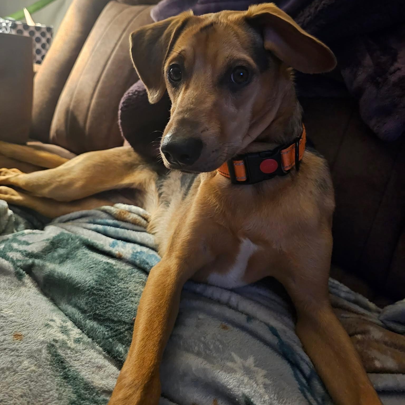 Enlarge Patchy Boy, a Adoptable mixed breed in CHURCHVILLE, NY image 4/4