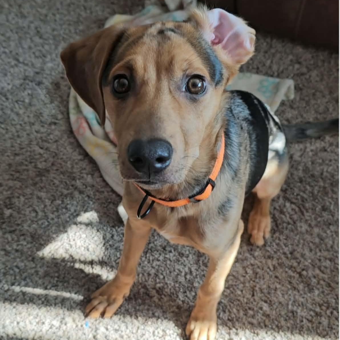 Enlarge Patchy Boy, a Adoptable mixed breed in CHURCHVILLE, NY image 3/4