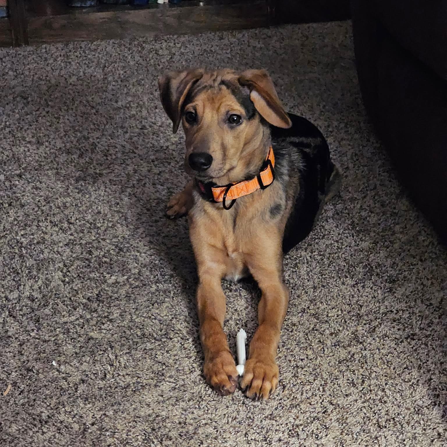 Enlarge Patchy Boy, a Adoptable mixed breed in CHURCHVILLE, NY image 2/4