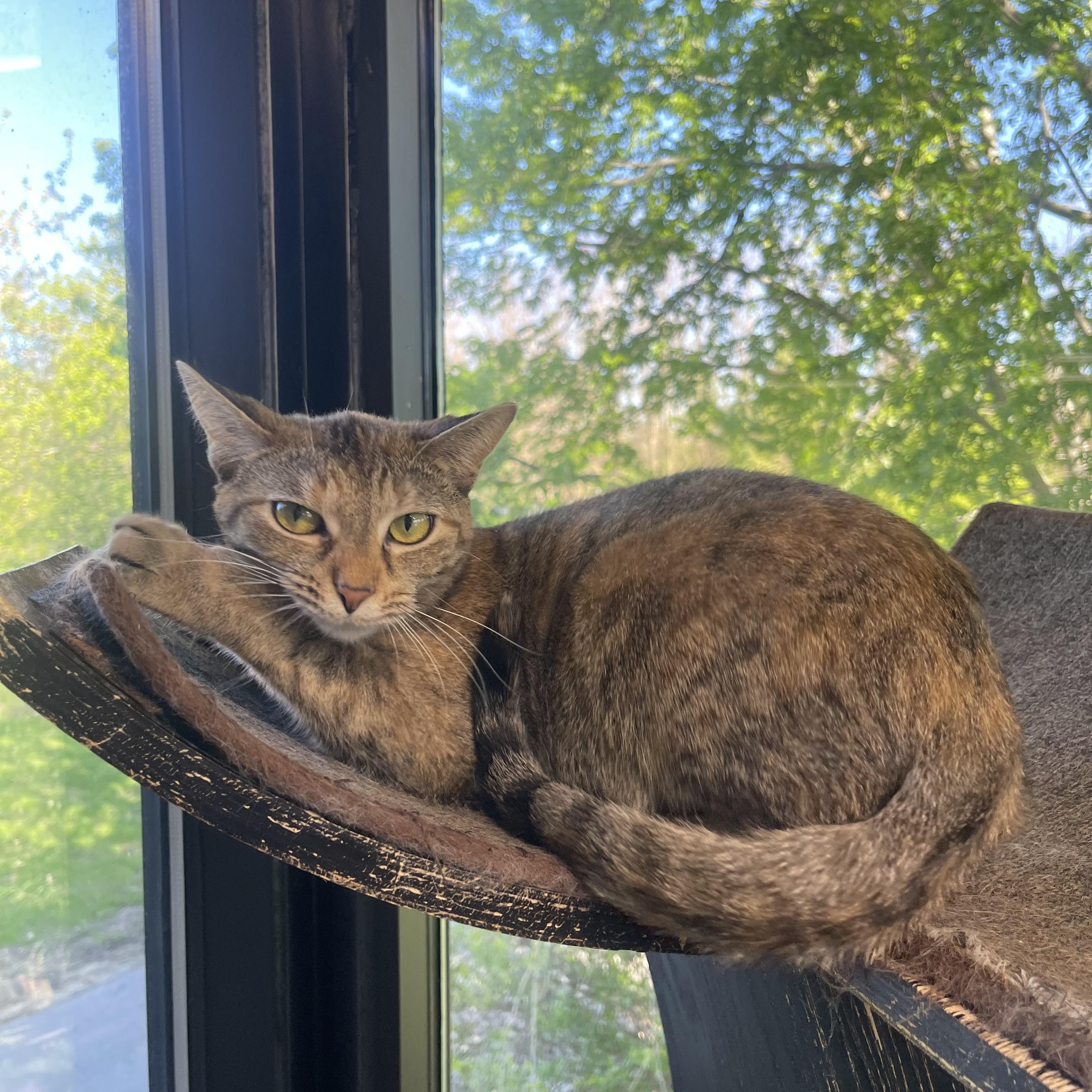 Enlarge Mila, a Adoptable mixed breed in Battle Creek, MI image 5/5