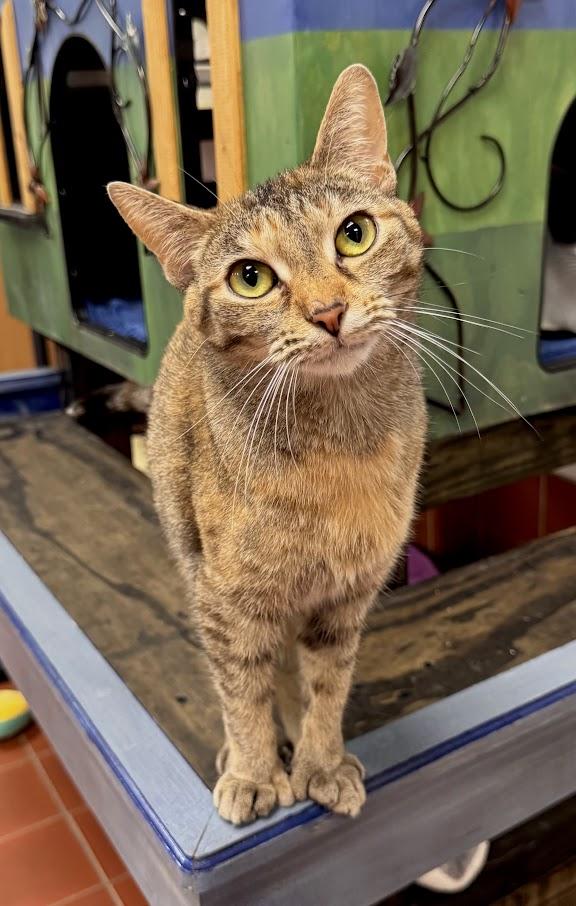 Mila, Adoptable, Adult Female Domestic Short Hair.