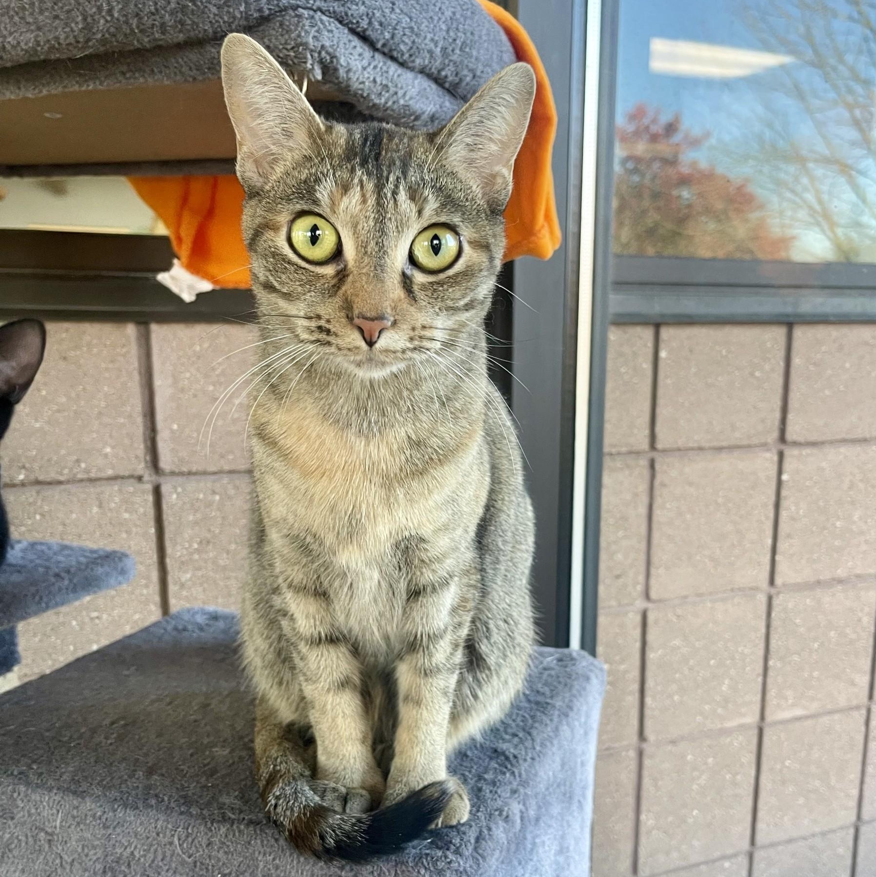 Enlarge Mila, a Adoptable mixed breed in Battle Creek, MI image 4/5