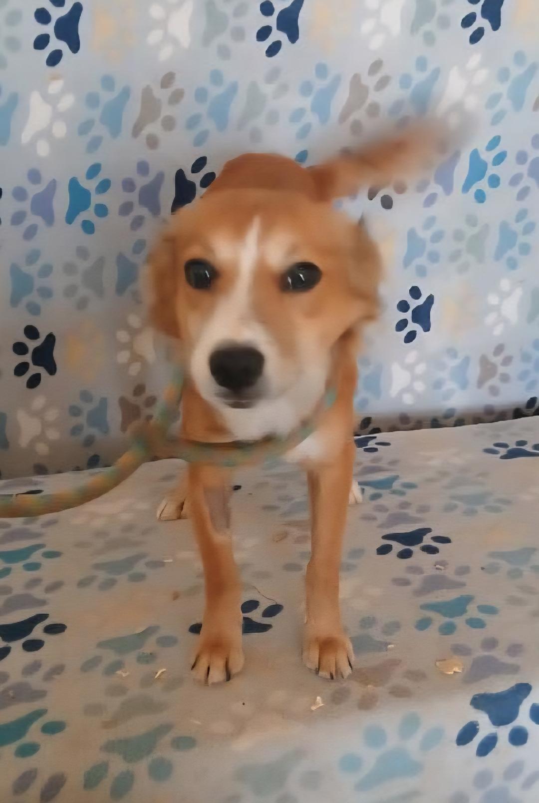 Enlarge Hira, an adopted mixed breed in Mena, AR image 2/2