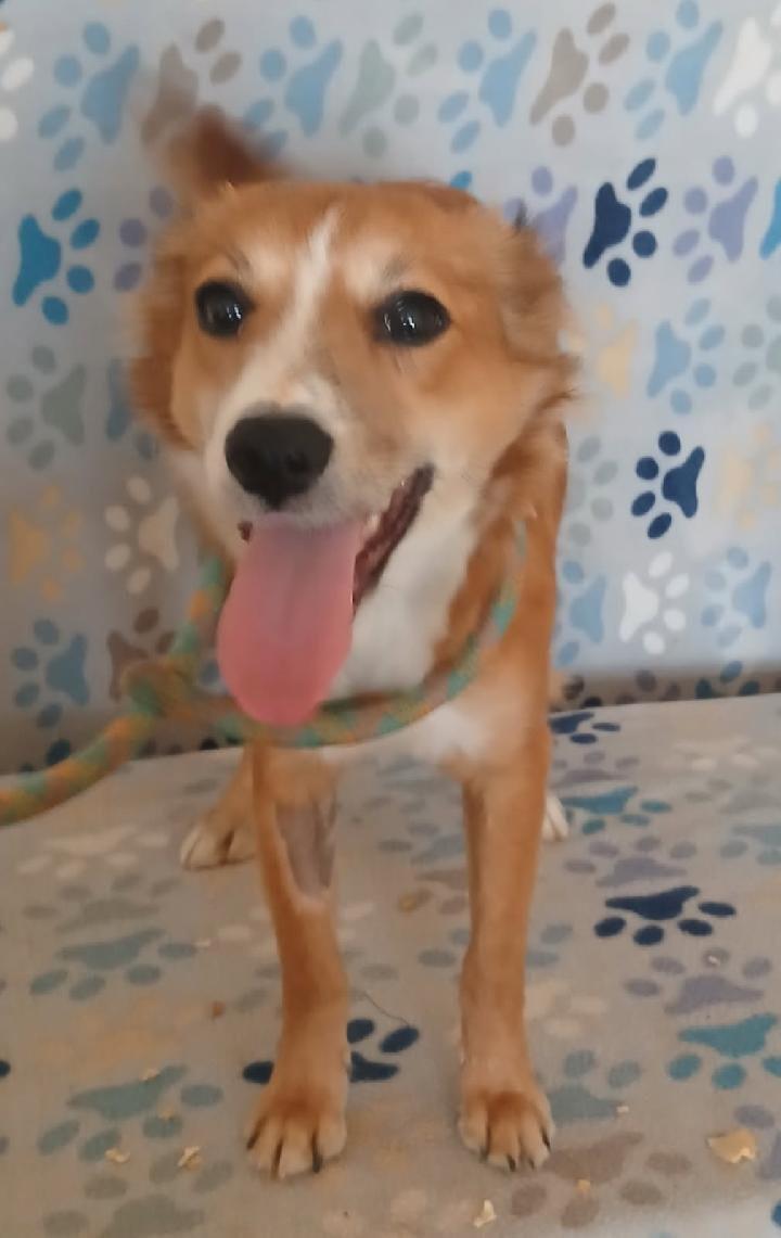Hira, adopted, Young Female Corgi.