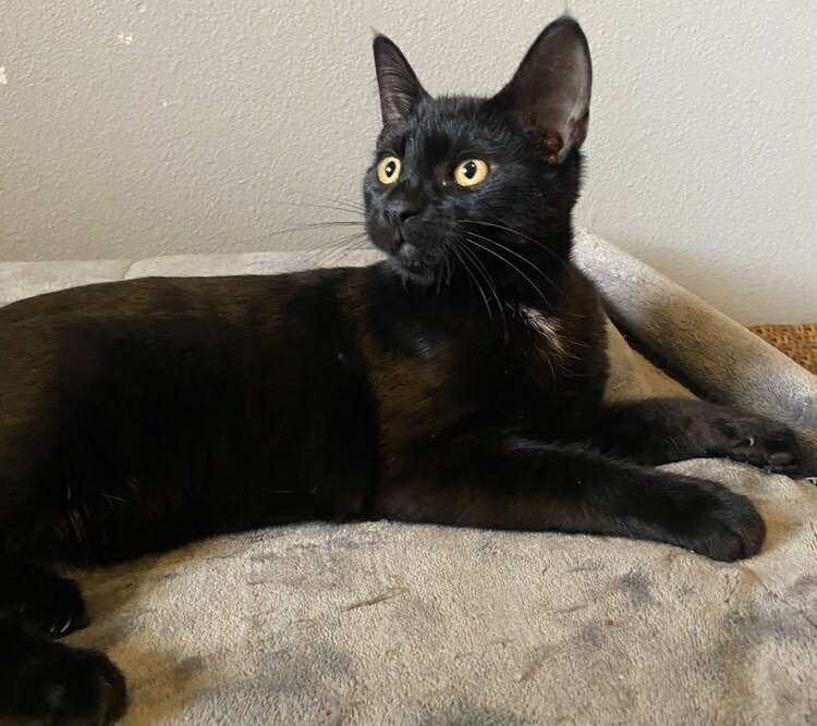 AJ, Adoptable, Kitten Male Domestic Short Hair.