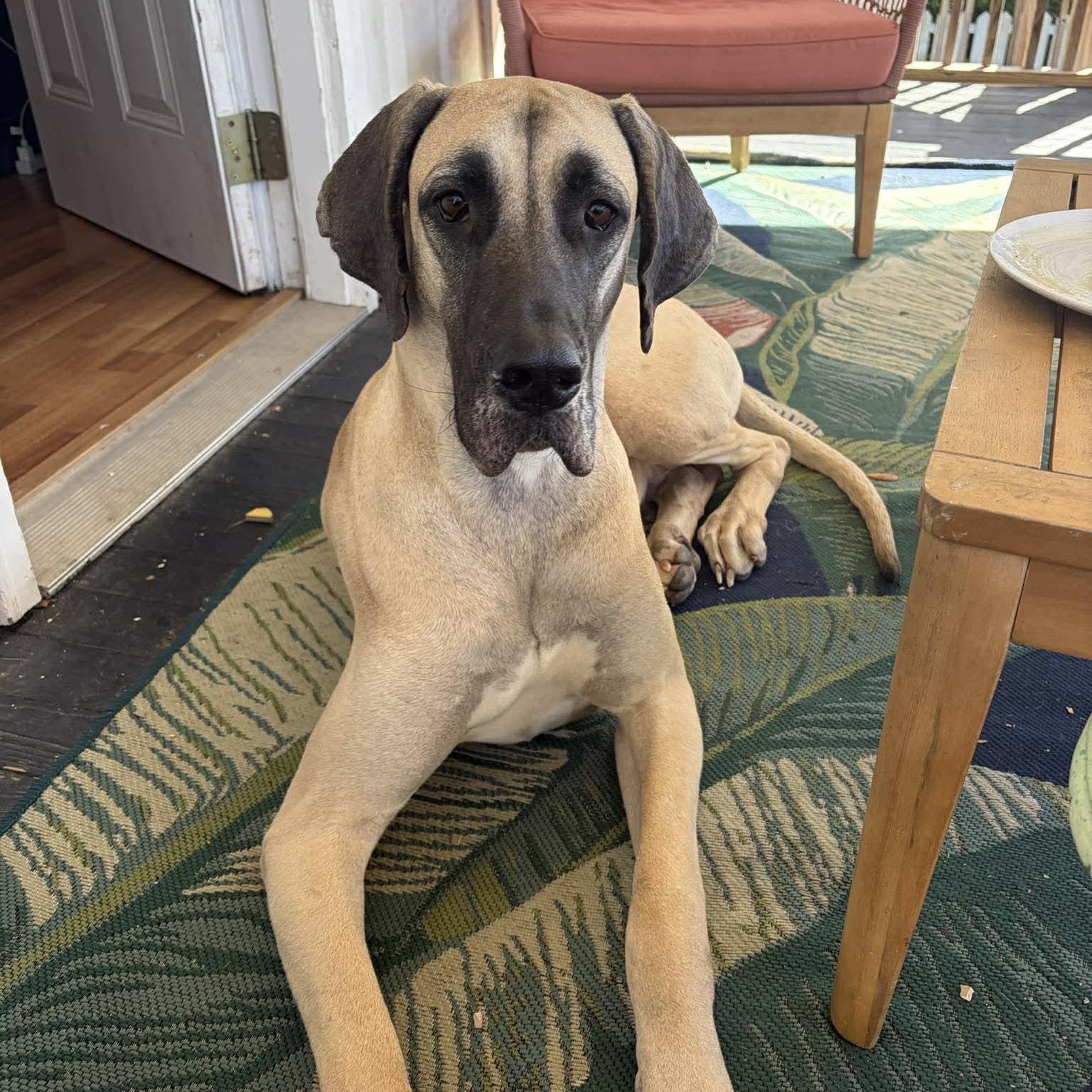 Bitsy, ADOPTABLE, Young Female Great Dane.