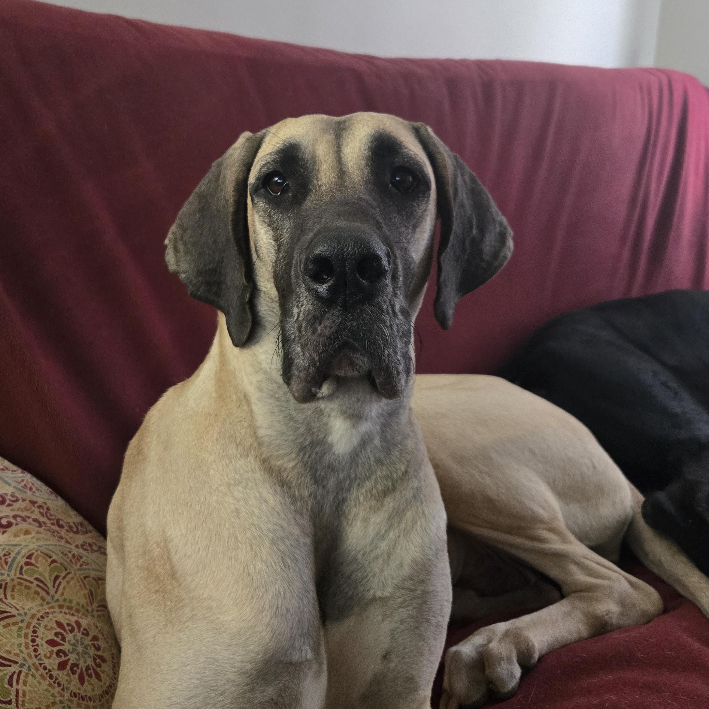Bitsy, ADOPTABLE, Young Female Great Dane.