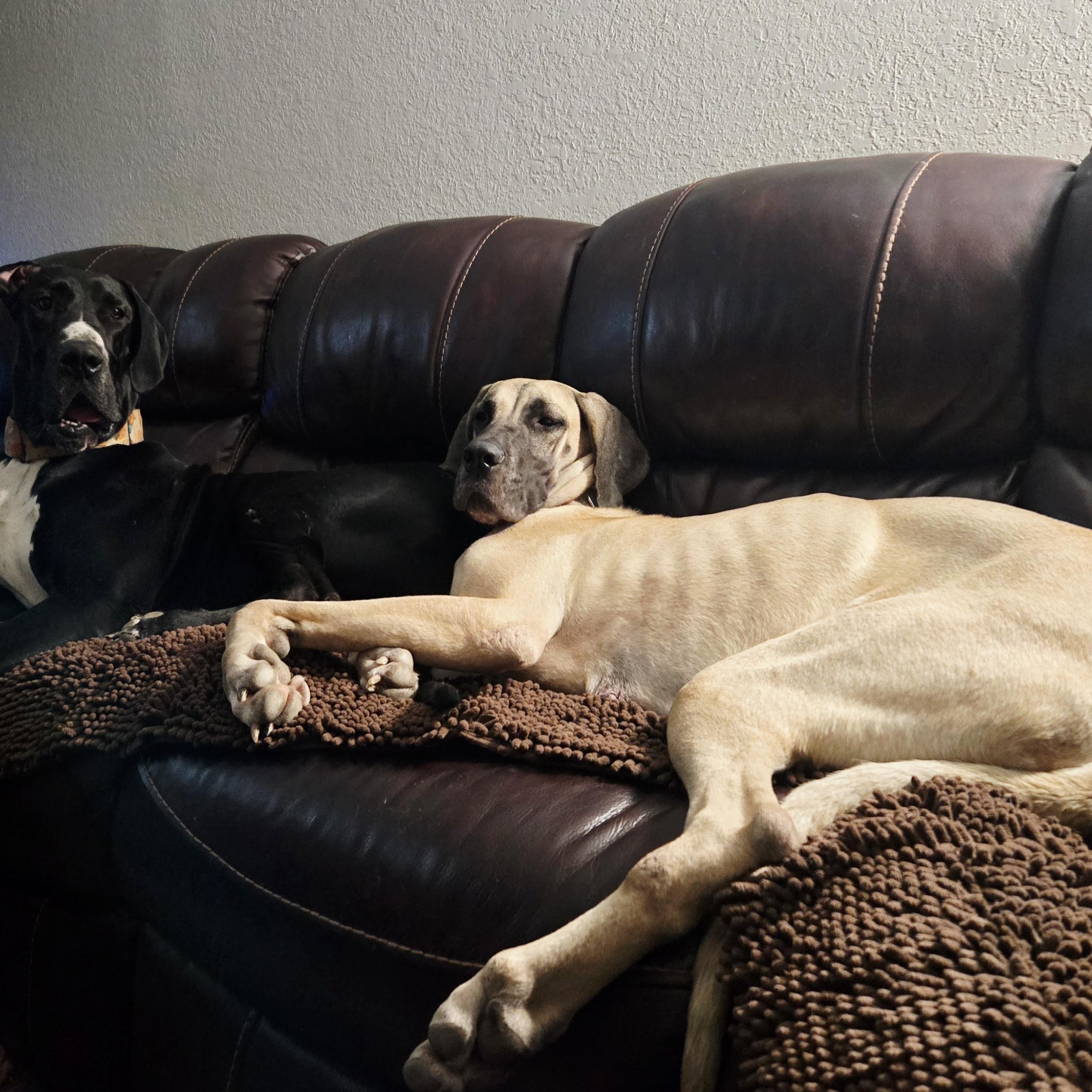 Bitsy, a ADOPTABLE Great Dane in Pensacola, FL image 5/5