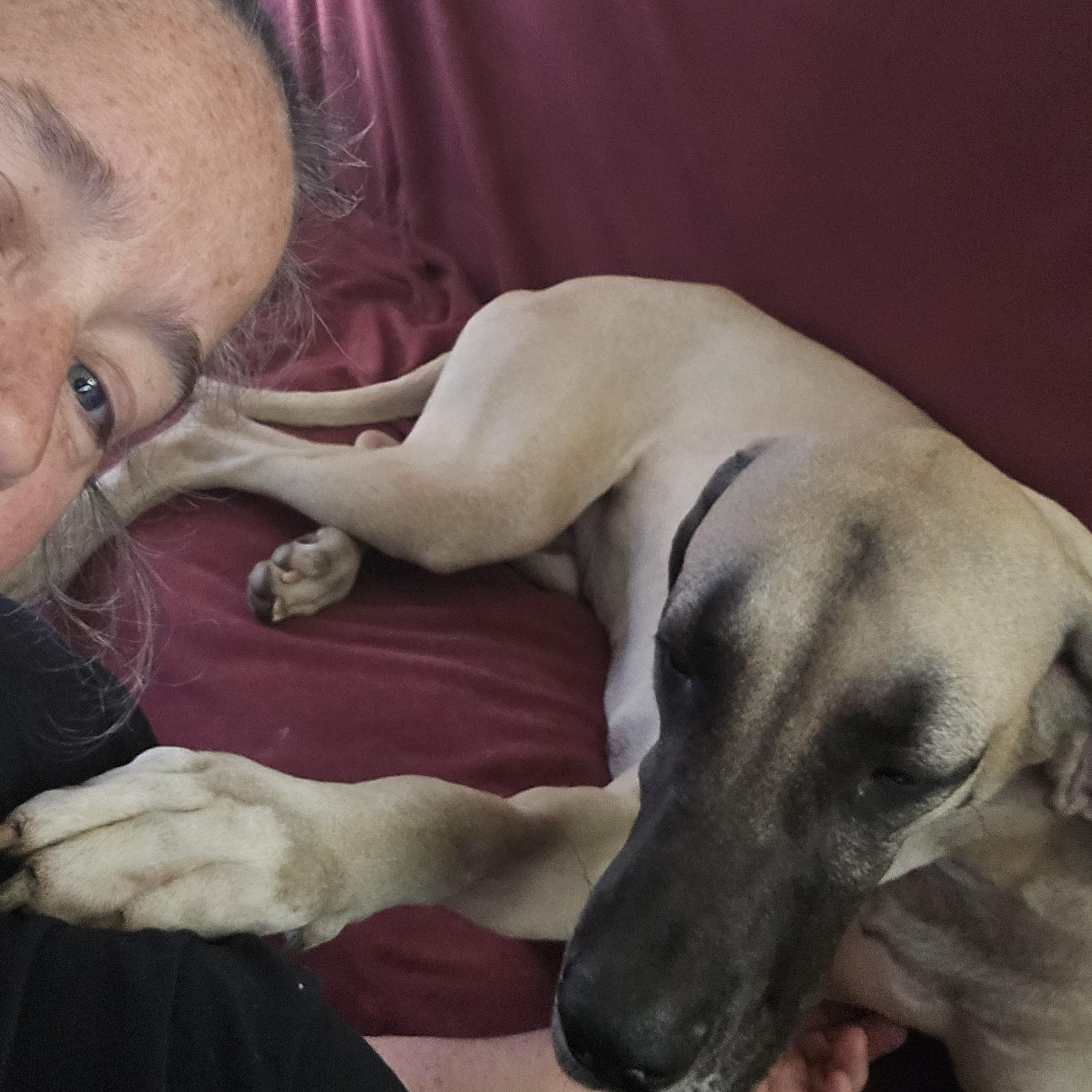 Bitsy, a ADOPTABLE Great Dane in Pensacola, FL image 4/5