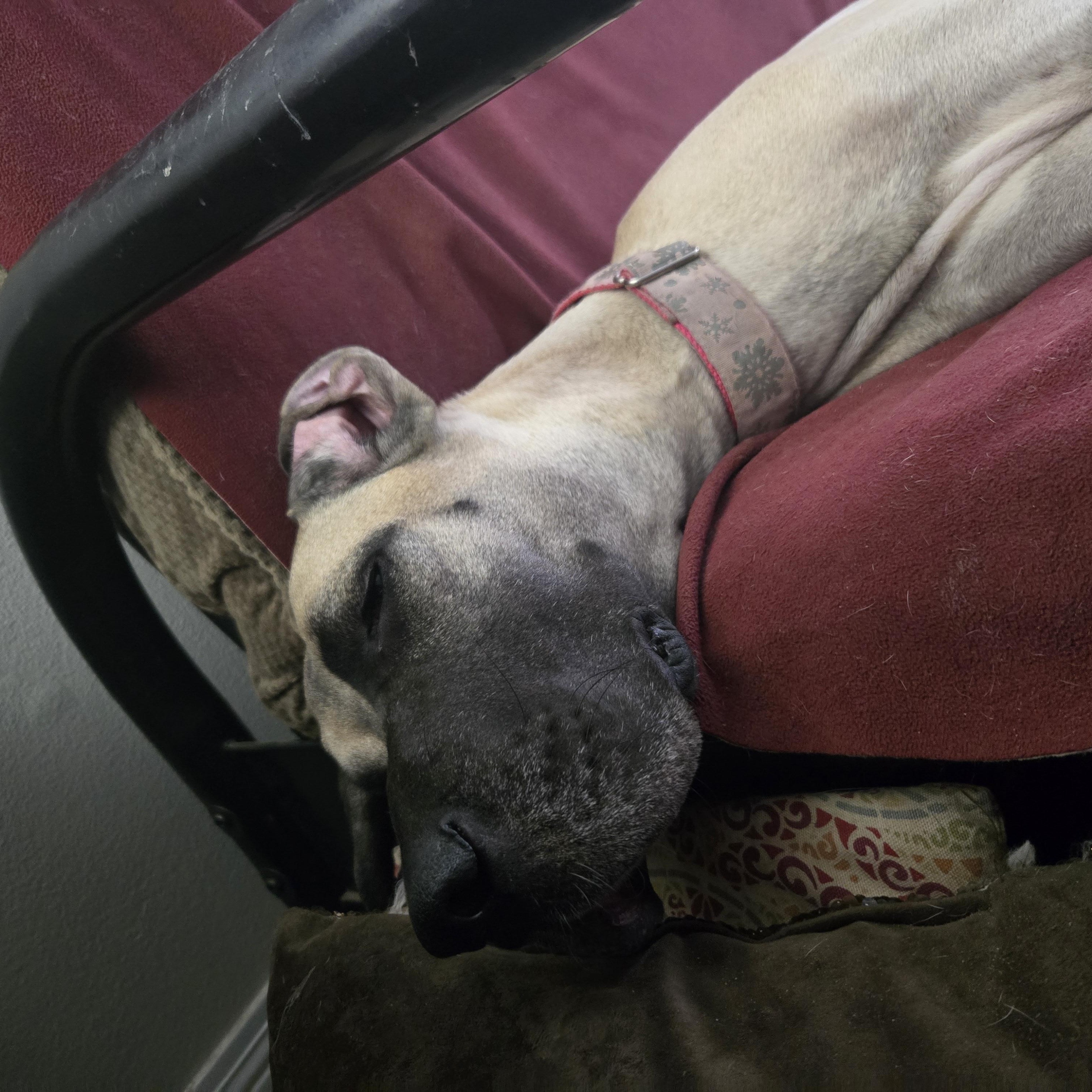 Bitsy, a ADOPTABLE Great Dane in Pensacola, FL image 2/5