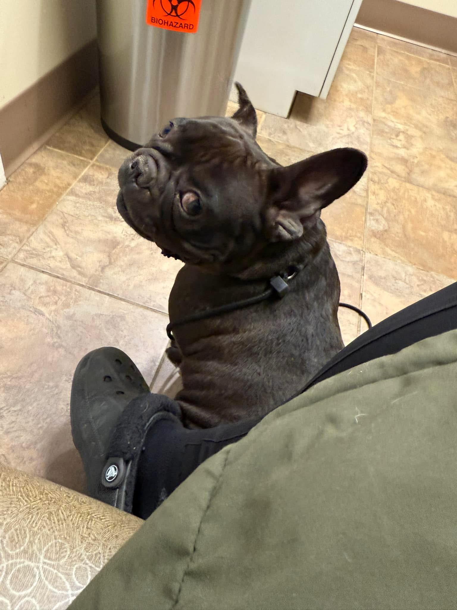 Enlarge Jeannie, a Adoptable French Bulldog in Jacksonville, NC image 1/4