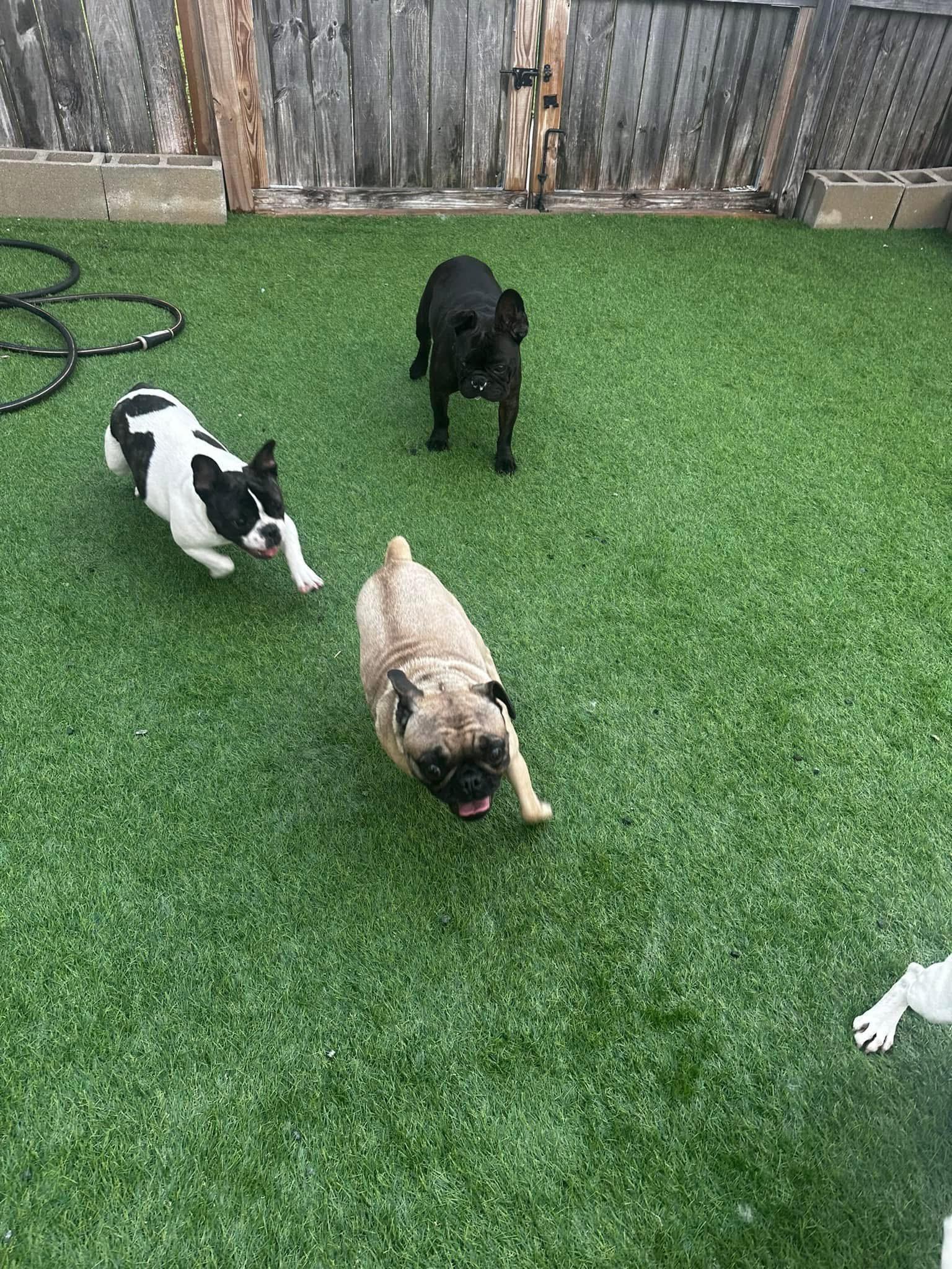 Enlarge Jeannie, a Adoptable French Bulldog in Jacksonville, NC image 2/4