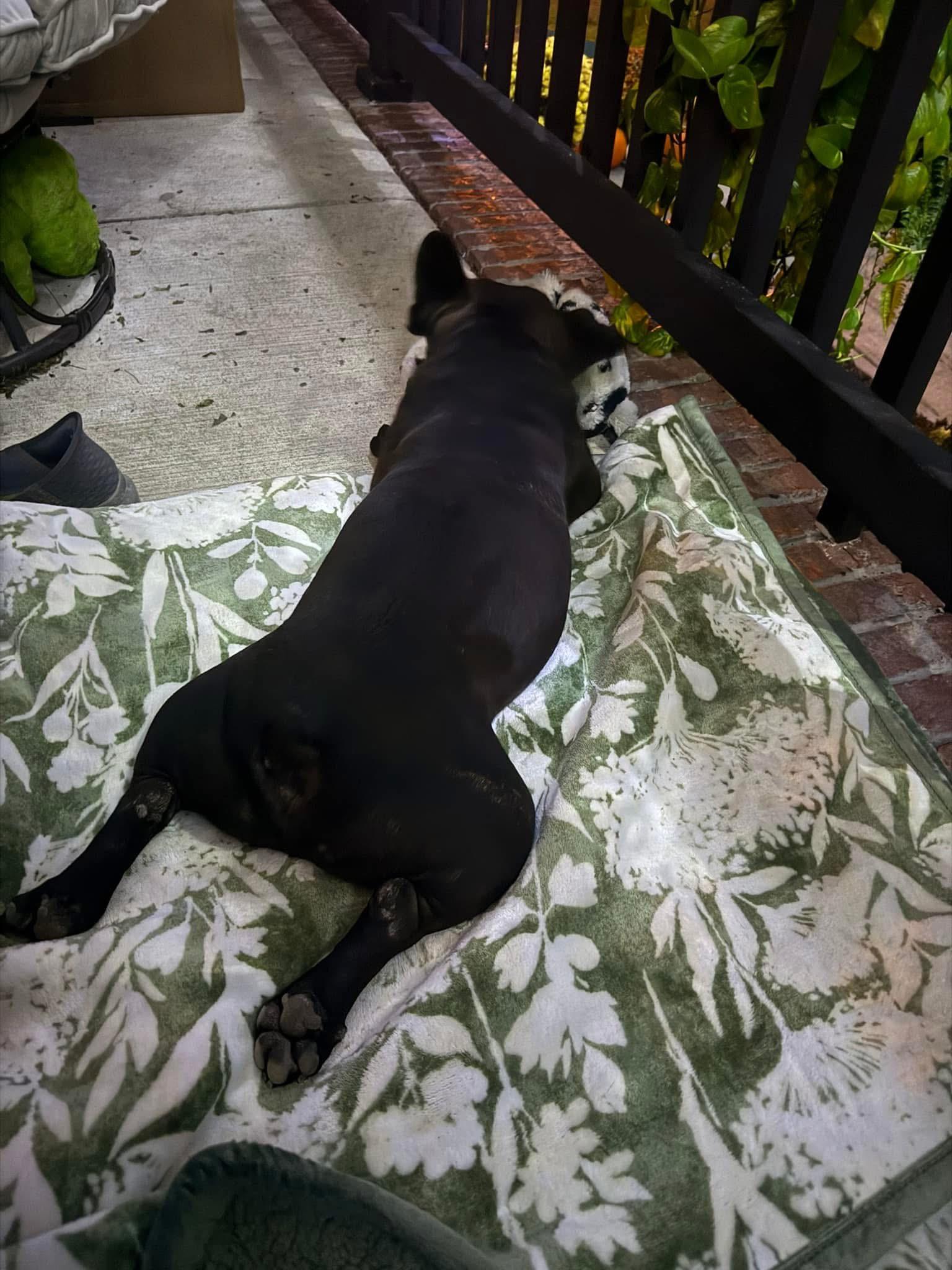 Enlarge Jeannie, a Adoptable French Bulldog in Jacksonville, NC image 3/4