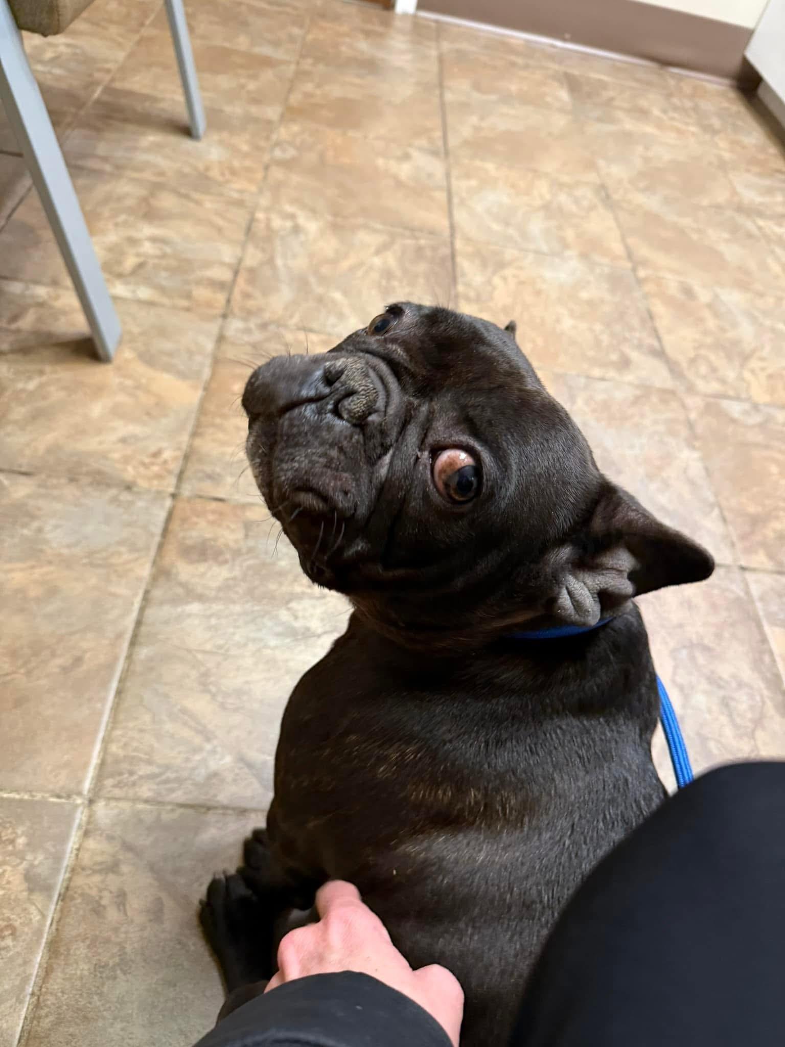 Enlarge Jeannie, a Adoptable French Bulldog in Jacksonville, NC image 4/4