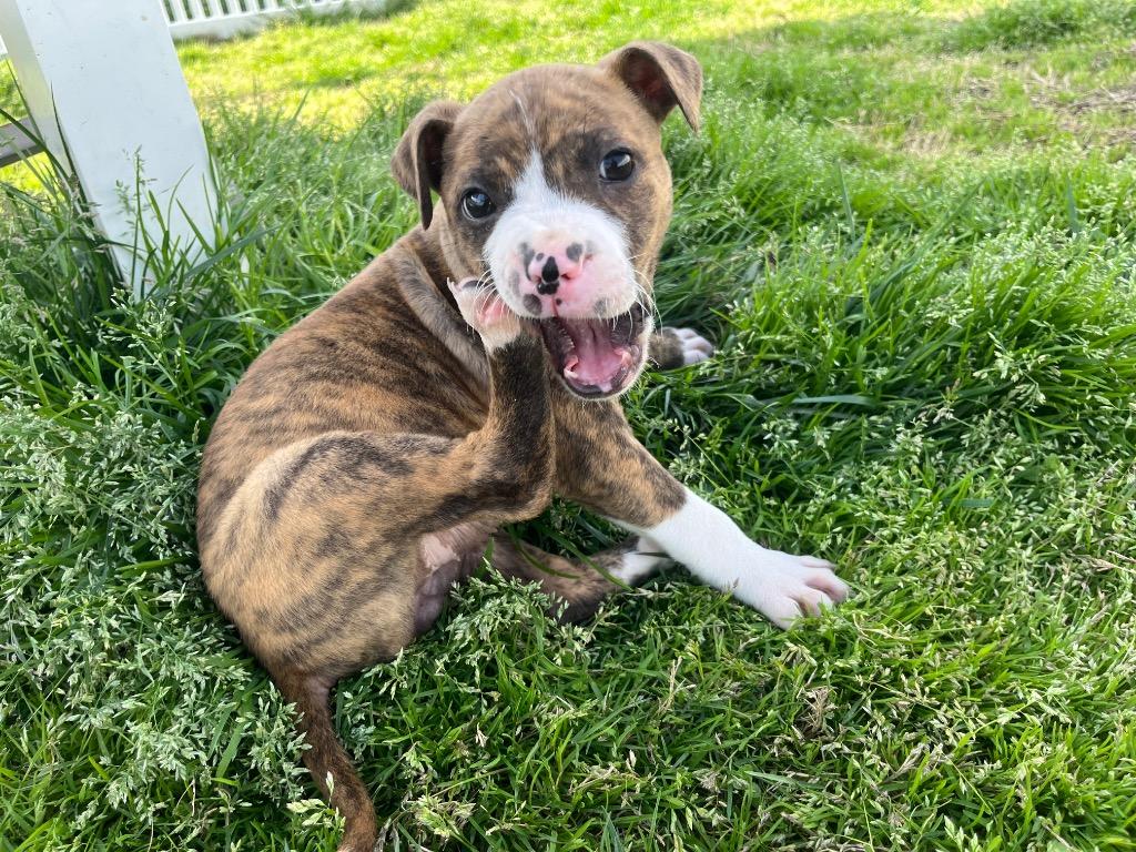 Enlarge Chartruse, a Adoptable mixed breed in Mount Gilead, NC image 1/6