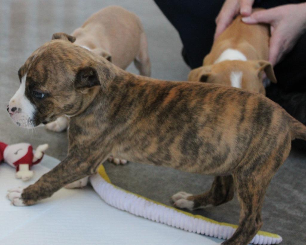 Enlarge Chartruse, a Adoptable mixed breed in Mount Gilead, NC image 2/6