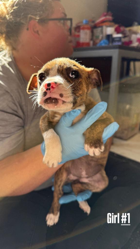 Enlarge Chartruse, a Adoptable mixed breed in Mount Gilead, NC image 3/6