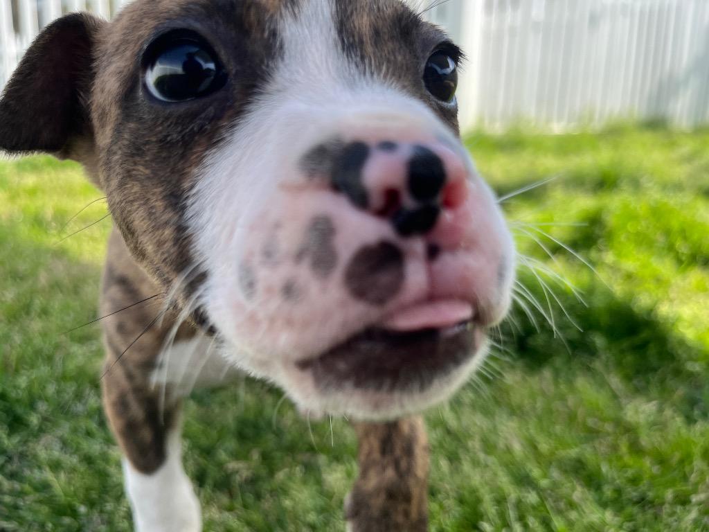 Enlarge Chartruse, a Adoptable mixed breed in Mount Gilead, NC image 4/6