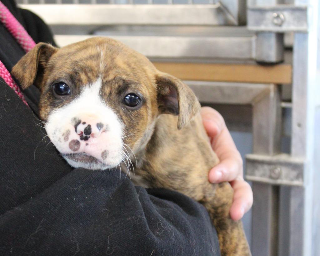 Enlarge Chartruse, a Adoptable mixed breed in Mount Gilead, NC image 5/6