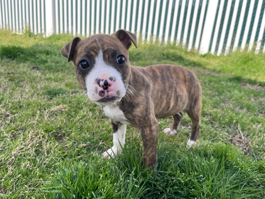 Enlarge Chartruse, a Adoptable mixed breed in Mount Gilead, NC image 6/6