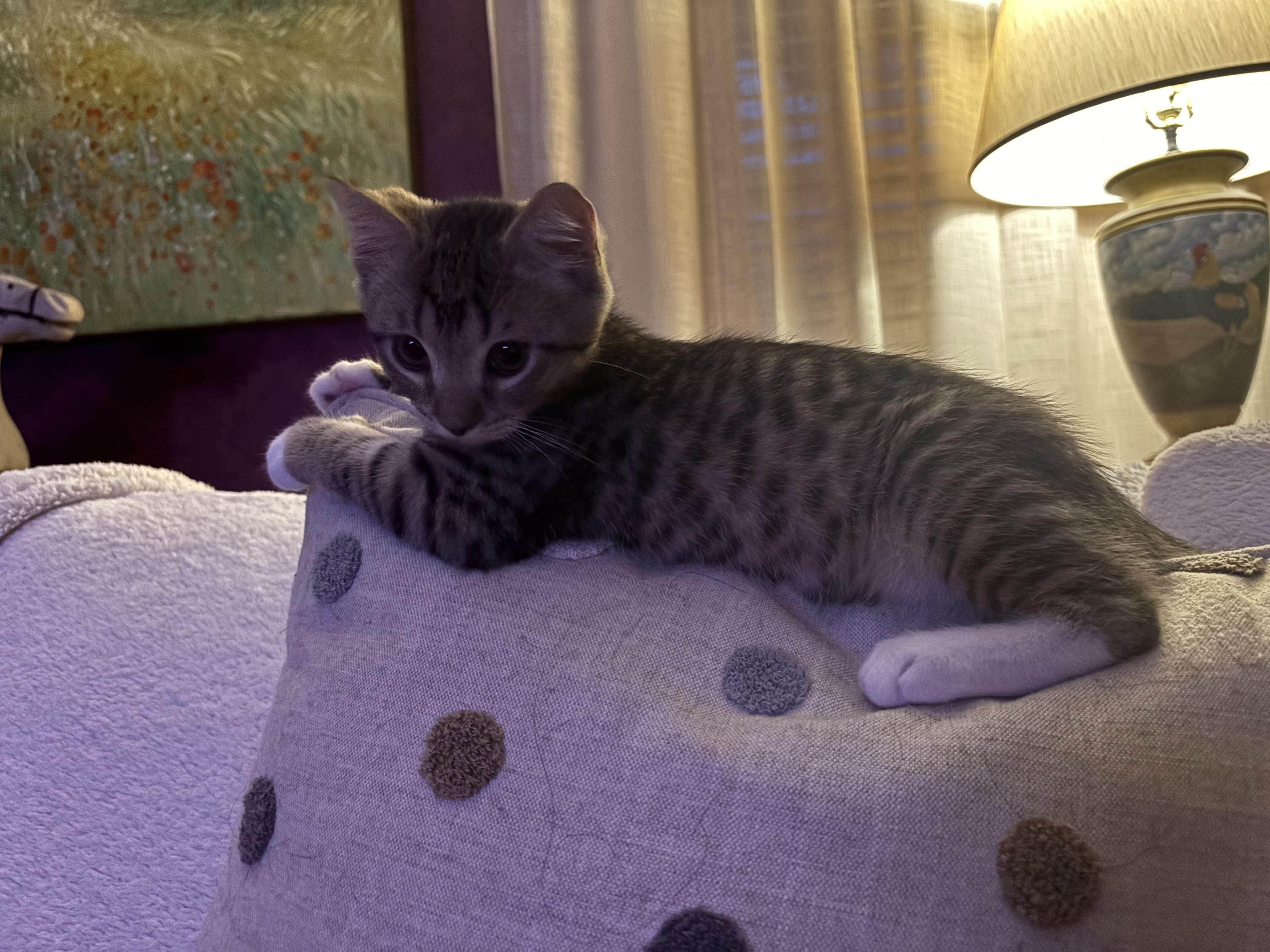 Peter, an adopted mixed breed in Saratoga Springs, NY image 4/5
