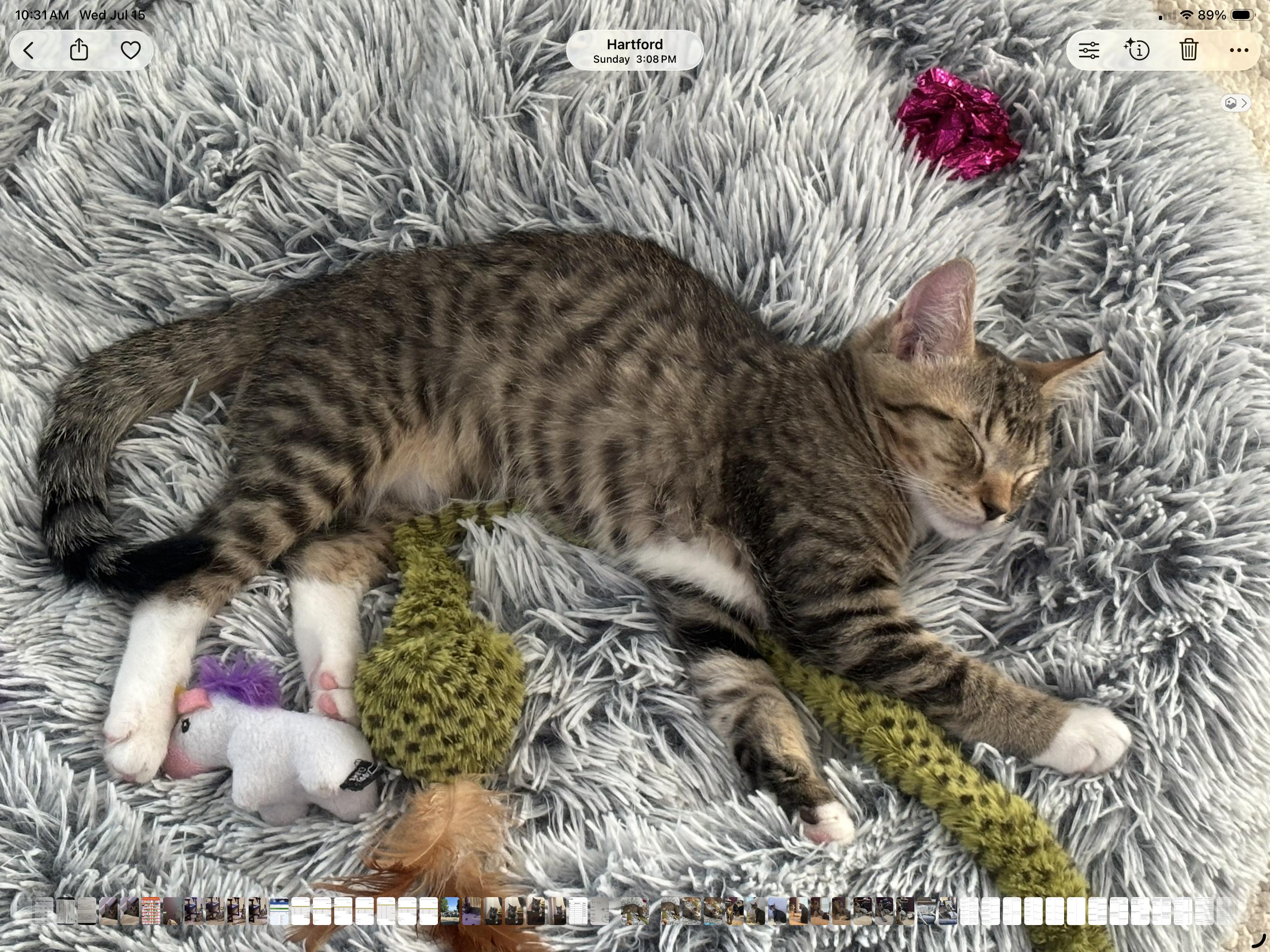 Peter, an adopted mixed breed in Saratoga Springs, NY image 3/5