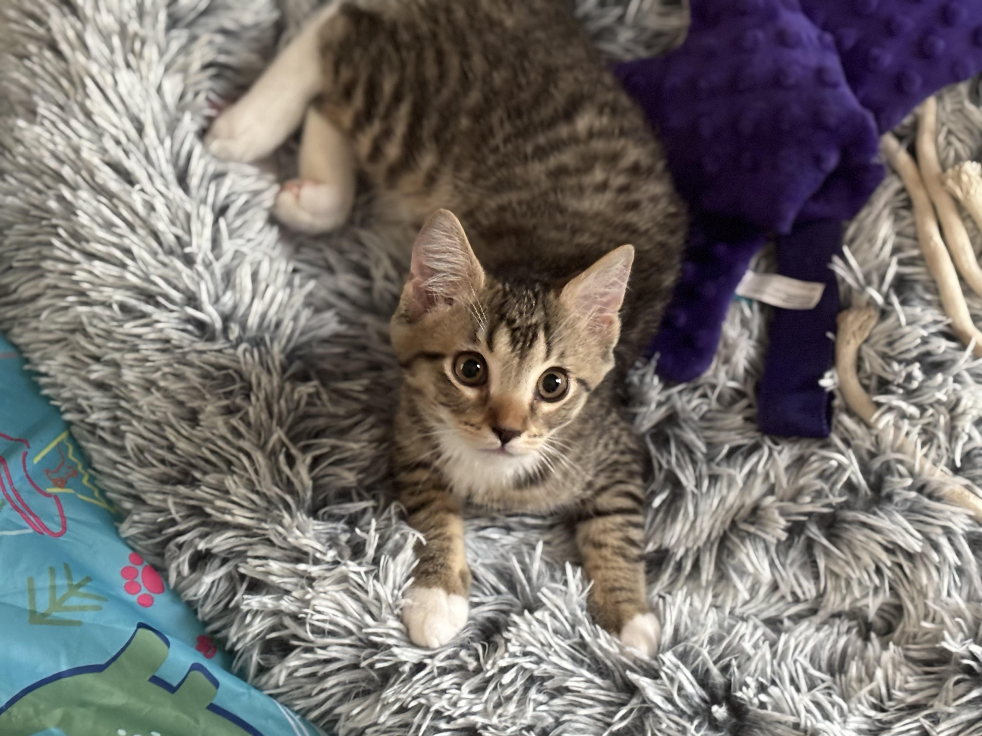 Peter, adopted, Kitten Male Domestic Medium Hair.