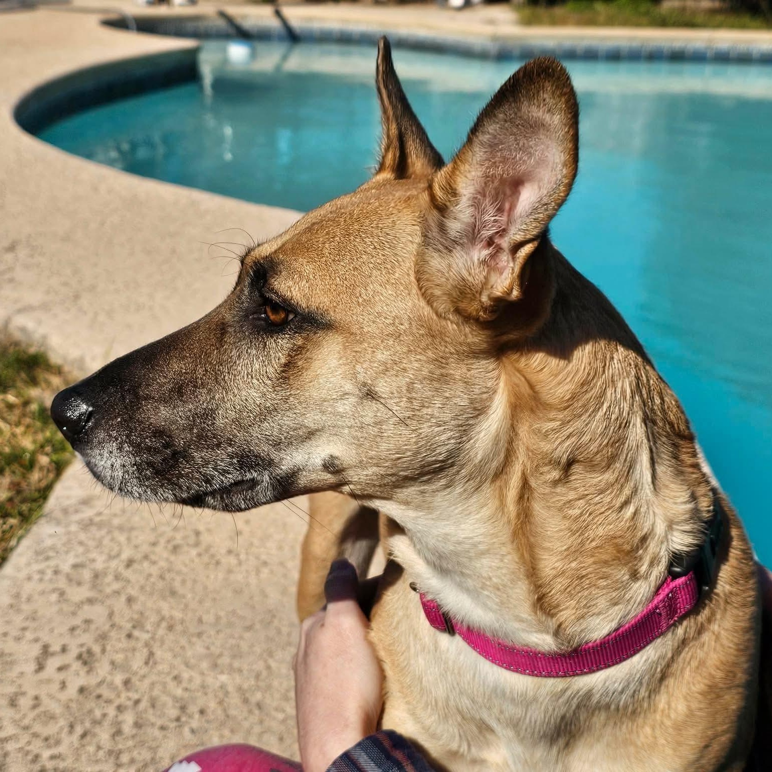Vibrant Vicky, an adopted mixed breed in Baltimore, MD image 3/6