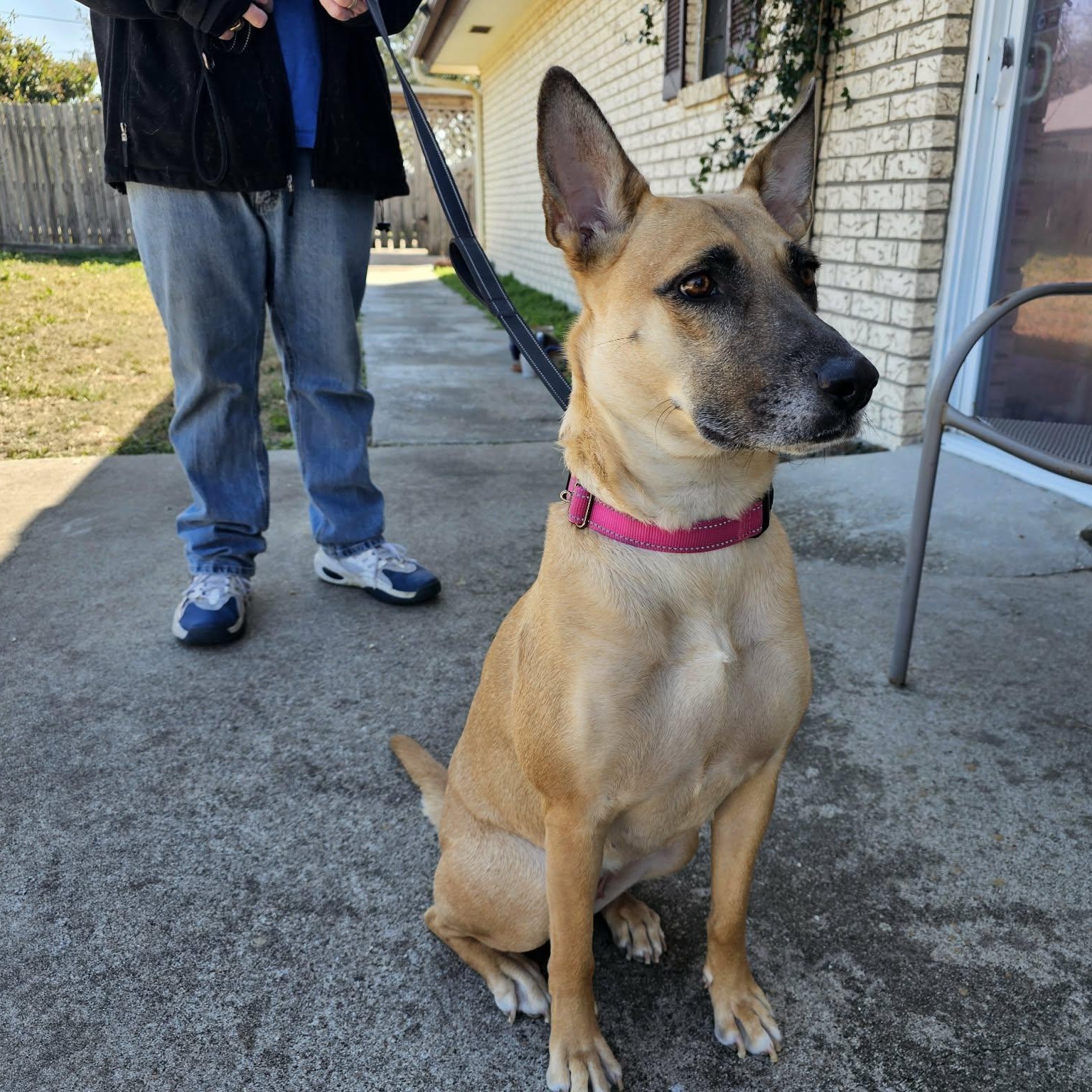 Vibrant Vicky, an adopted mixed breed in Baltimore, MD image 4/6