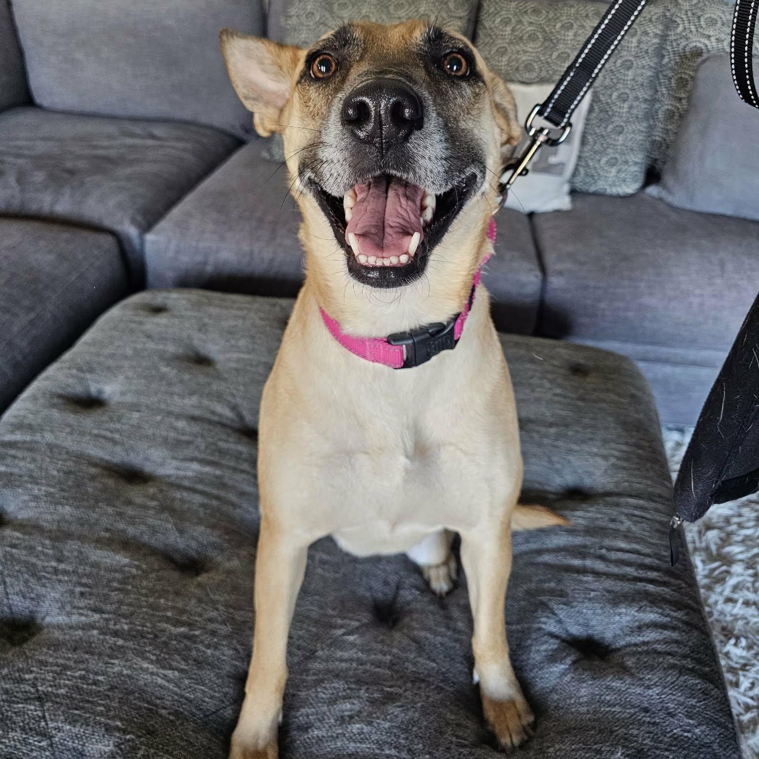 Vibrant Vicky, an adopted mixed breed in Baltimore, MD image 2/6